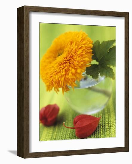 Sunflower (Variety Teddy Bear) in Glass Vase, Chinese Lanterns-Vladimir Shulevsky-Framed Photographic Print