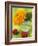 Sunflower (Variety Teddy Bear) in Glass Vase, Chinese Lanterns-Vladimir Shulevsky-Framed Photographic Print