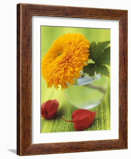 Sunflower (Variety Teddy Bear) in Glass Vase, Chinese Lanterns-Vladimir Shulevsky-Framed Photographic Print