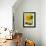Sunflower (Variety Teddy Bear) in Glass Vase, Chinese Lanterns-Vladimir Shulevsky-Framed Photographic Print displayed on a wall