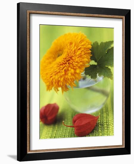 Sunflower (Variety Teddy Bear) in Glass Vase, Chinese Lanterns-Vladimir Shulevsky-Framed Photographic Print