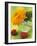 Sunflower (Variety Teddy Bear) in Glass Vase, Chinese Lanterns-Vladimir Shulevsky-Framed Photographic Print