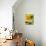 Sunflower (Variety Teddy Bear) in Glass Vase, Chinese Lanterns-Vladimir Shulevsky-Mounted Photographic Print displayed on a wall