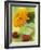 Sunflower (Variety Teddy Bear) in Glass Vase, Chinese Lanterns-Vladimir Shulevsky-Framed Photographic Print