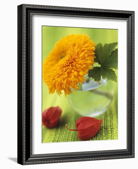 Sunflower (Variety Teddy Bear) in Glass Vase, Chinese Lanterns-Vladimir Shulevsky-Framed Photographic Print