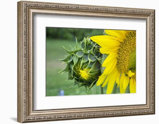 Sunflower, Vermont, USA-Lisa S. Engelbrecht-Framed Photographic Print