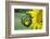 Sunflower, Vermont, USA-Lisa S. Engelbrecht-Framed Photographic Print