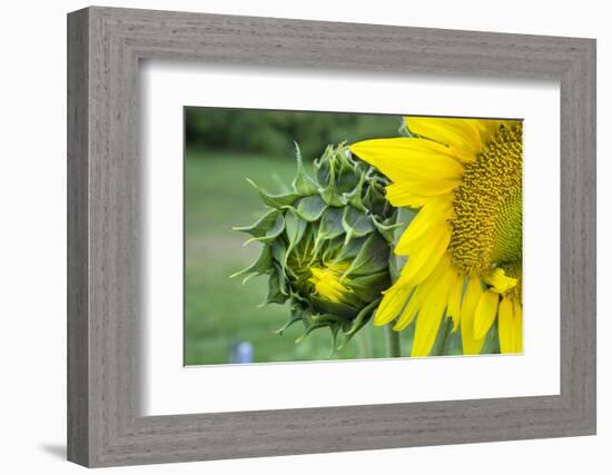 Sunflower, Vermont, USA-Lisa S. Engelbrecht-Framed Photographic Print