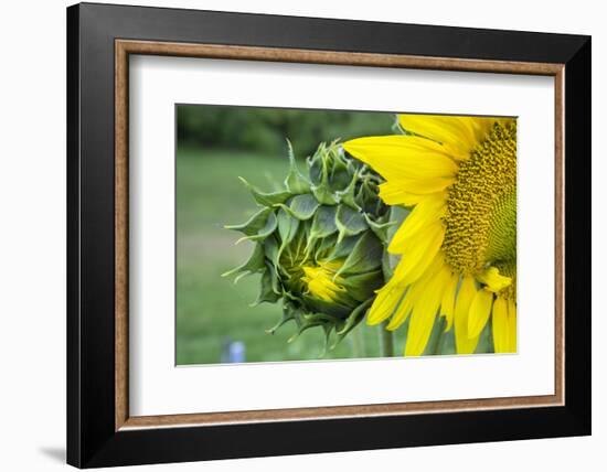 Sunflower, Vermont, USA-Lisa S. Engelbrecht-Framed Photographic Print