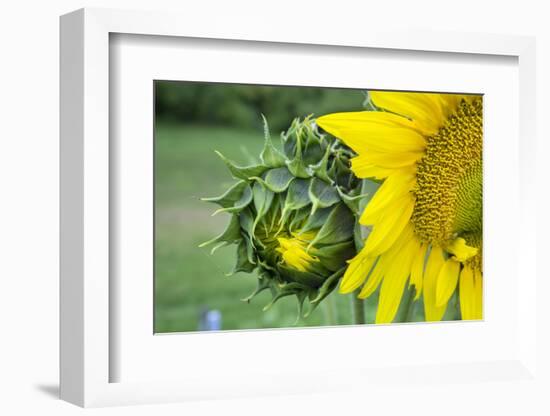 Sunflower, Vermont, USA-Lisa S. Engelbrecht-Framed Photographic Print