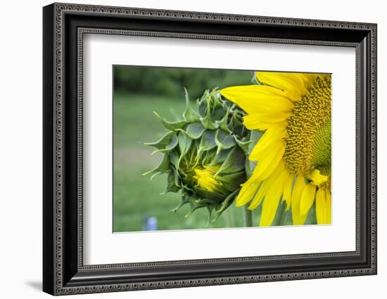 Sunflower, Vermont, USA-Lisa S. Engelbrecht-Framed Photographic Print