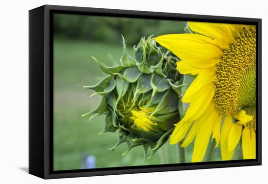 Sunflower, Vermont, USA-Lisa S. Engelbrecht-Framed Premier Image Canvas