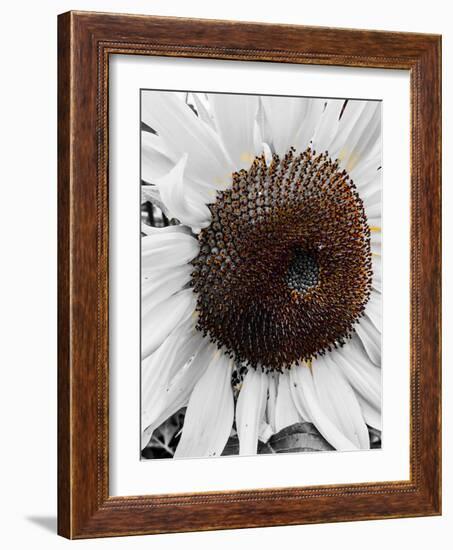 Sunflower White-Heidi Bannon-Framed Photo