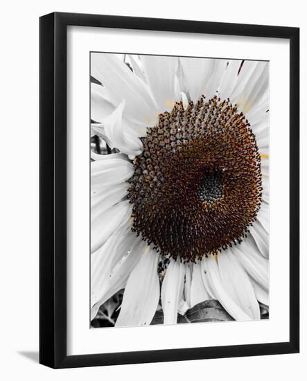 Sunflower White-Heidi Bannon-Framed Photo