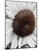 Sunflower White-Heidi Bannon-Mounted Photo