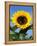 Sunflower with Bees, Santa Barbara, California, USA-Savanah Stewart-Framed Premier Image Canvas