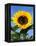 Sunflower with Bees, Santa Barbara, California, USA-Savanah Stewart-Framed Premier Image Canvas