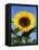 Sunflower with Bees, Santa Barbara, California, USA-Savanah Stewart-Framed Premier Image Canvas