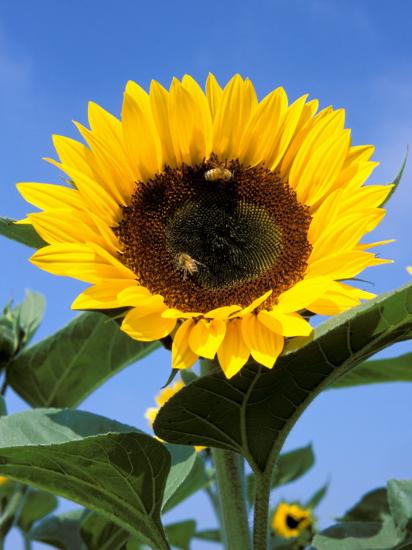 Sunflower With Bees Santa Barbara California Usa Photographic Print Savanah Stewart Art Com