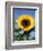 Sunflower with Bees, Santa Barbara, California, USA-Savanah Stewart-Framed Photographic Print