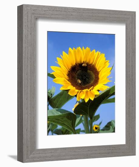 Sunflower with Bees, Santa Barbara, California, USA-Savanah Stewart-Framed Photographic Print