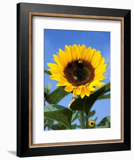 Sunflower with Bees, Santa Barbara, California, USA-Savanah Stewart-Framed Photographic Print