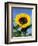 Sunflower with Bees, Santa Barbara, California, USA-Savanah Stewart-Framed Photographic Print