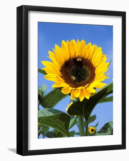 Sunflower with Bees, Santa Barbara, California, USA-Savanah Stewart-Framed Photographic Print