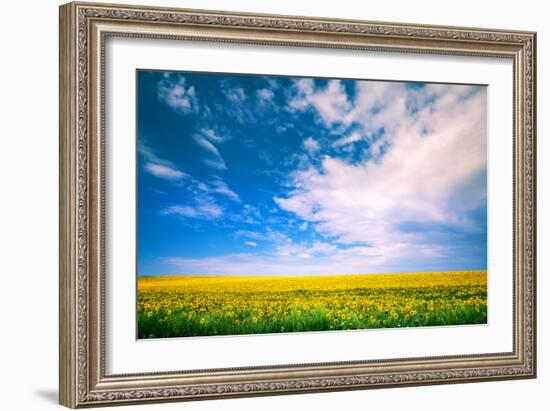 Sunflower with Blue Sky and Beautiful Sun / Sunflower-Ruslan Ivantsov-Framed Photographic Print