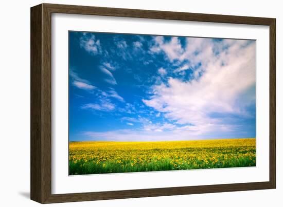 Sunflower with Blue Sky and Beautiful Sun / Sunflower-Ruslan Ivantsov-Framed Photographic Print