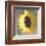 Sunflower-Erin Clark-Framed Art Print