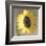 Sunflower-Erin Clark-Framed Art Print