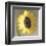 Sunflower-Erin Clark-Framed Art Print