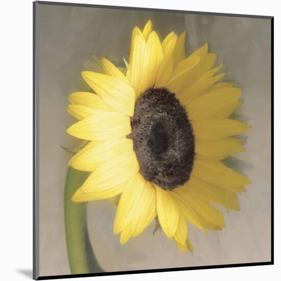 Sunflower-Erin Clark-Mounted Art Print