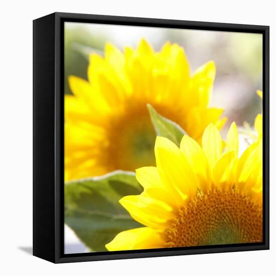 Sunflower-Nicole Katano-Framed Stretched Canvas
