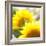 Sunflower-Nicole Katano-Framed Photo