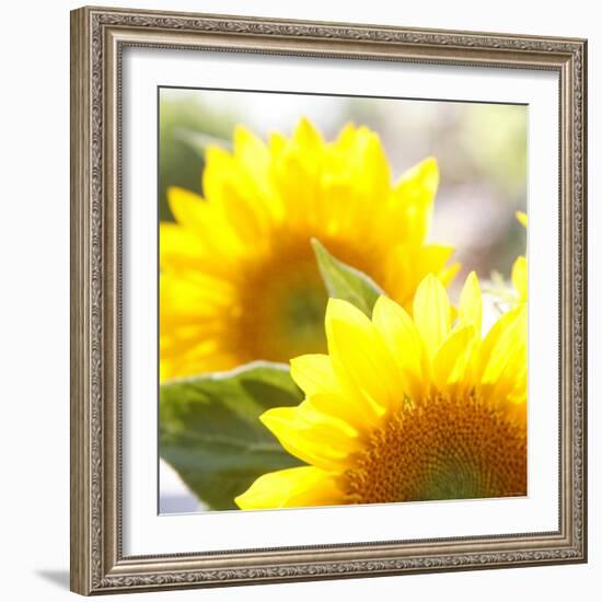 Sunflower-Nicole Katano-Framed Photo