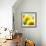 Sunflower-Nicole Katano-Framed Photo displayed on a wall