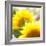 Sunflower-Nicole Katano-Framed Photo