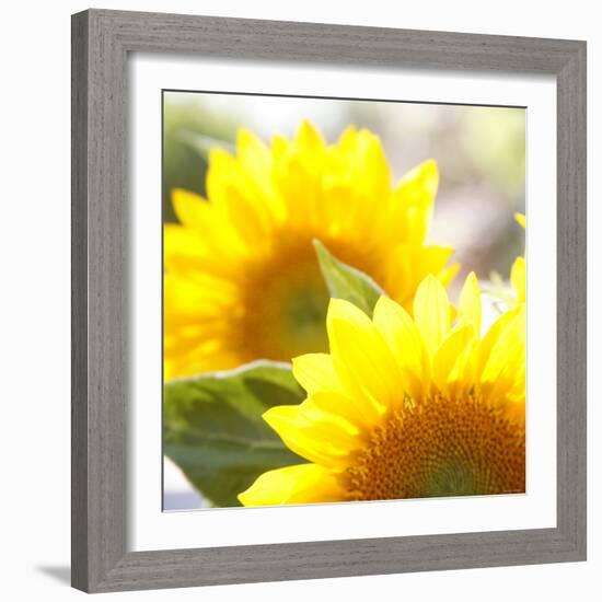 Sunflower-Nicole Katano-Framed Photo