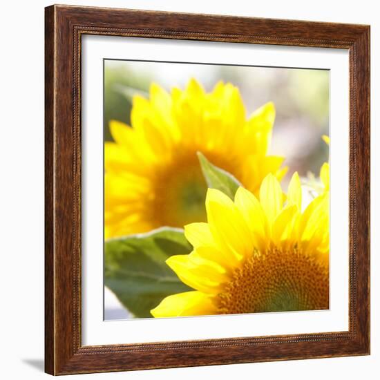 Sunflower-Nicole Katano-Framed Photo