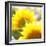 Sunflower-Nicole Katano-Framed Photo