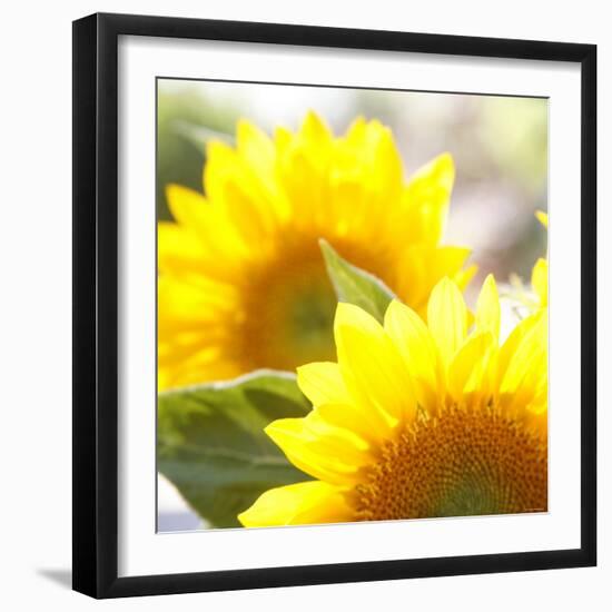 Sunflower-Nicole Katano-Framed Photo