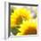 Sunflower-Nicole Katano-Framed Photo