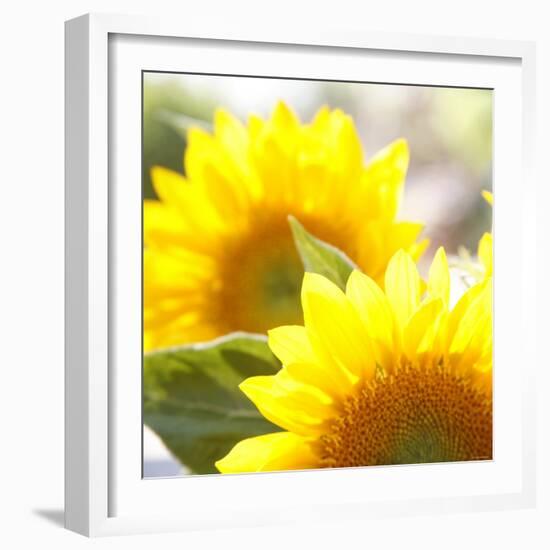 Sunflower-Nicole Katano-Framed Photo