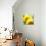 Sunflower-Nicole Katano-Mounted Photo displayed on a wall