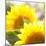 Sunflower-Nicole Katano-Mounted Photo