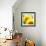 Sunflower-Nicole Katano-Framed Photo displayed on a wall