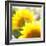 Sunflower-Nicole Katano-Framed Photo