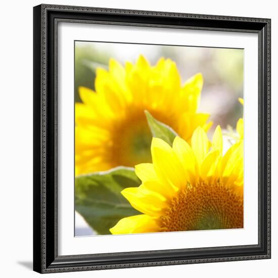 Sunflower-Nicole Katano-Framed Photo